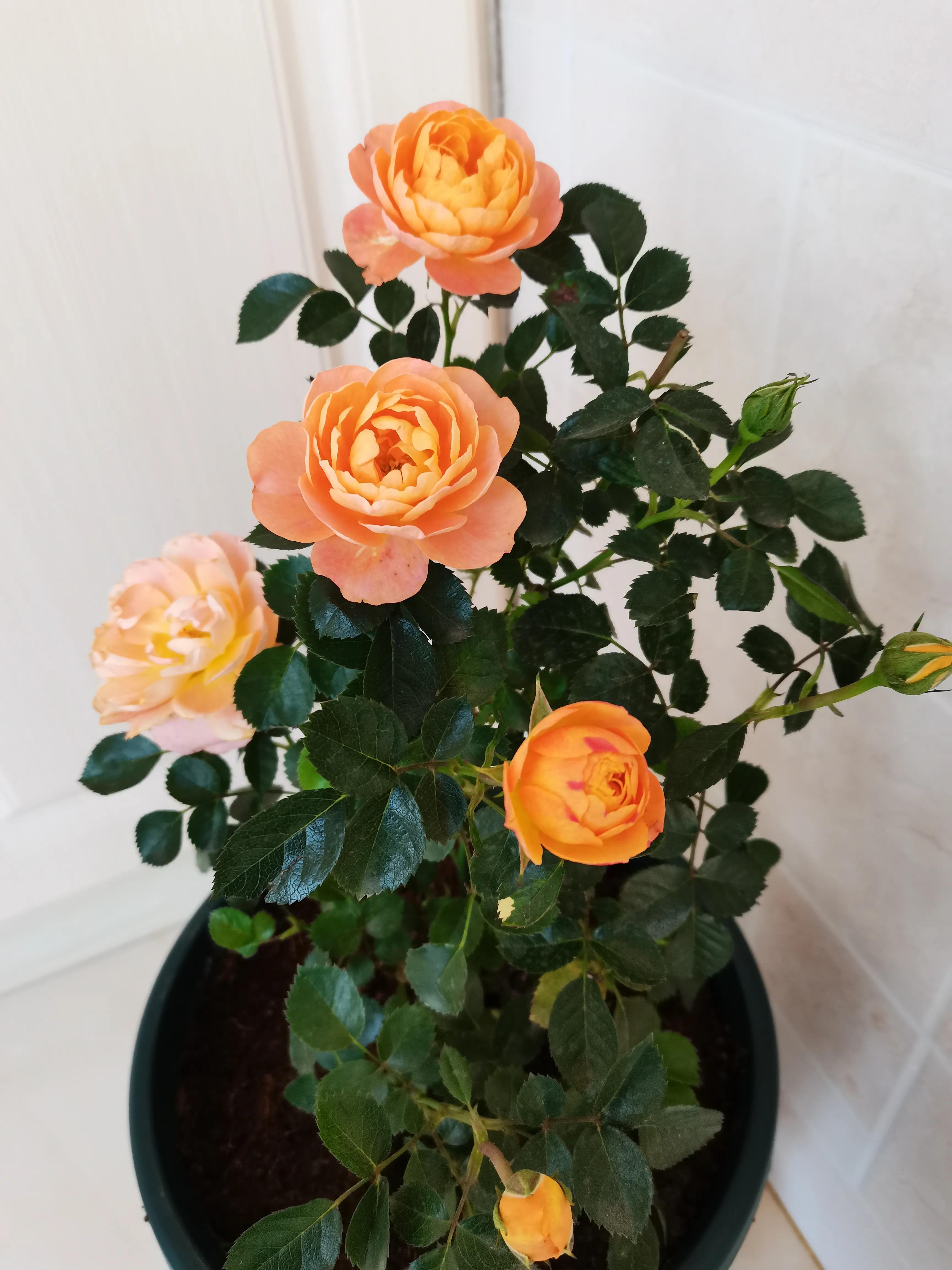 不要放弃农村的宅基地,不要放弃农村自己的宅基地