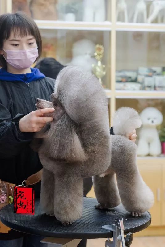 讲述宠物美容行业里拥有自己想要的人生