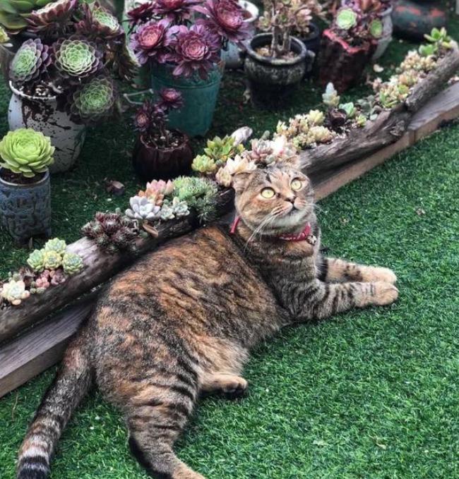 多肉褪色了怎么办,冬天多肉紫乐褪色了是怎么回事