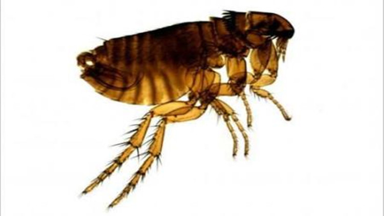 如何有效的治理跳蚤,教你6招彻底消灭跳蚤