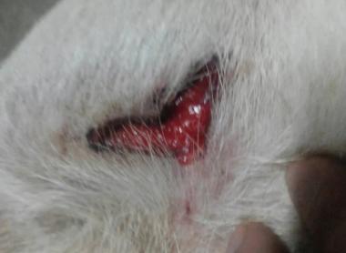 法斗游泳淹死了,法斗在宠物医院洗澡意外死亡后续