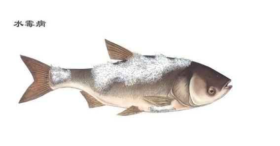 观赏鱼交叉感染最佳时间,观赏鱼交叉感染怎么处理