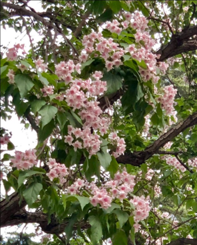 楸木原木价格,正宗楸木