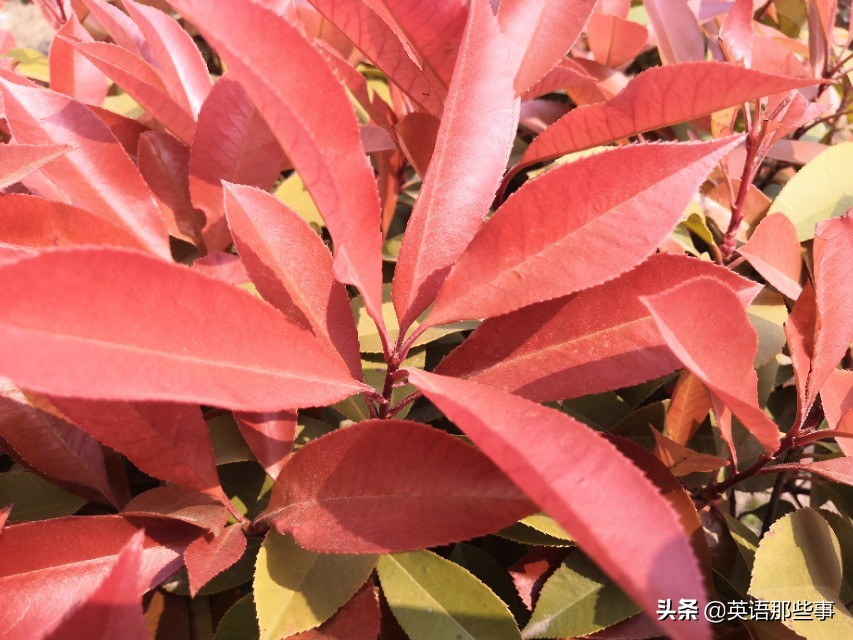 speaktalktellsay的用法区别,辨析speaksaytelltalk的区别