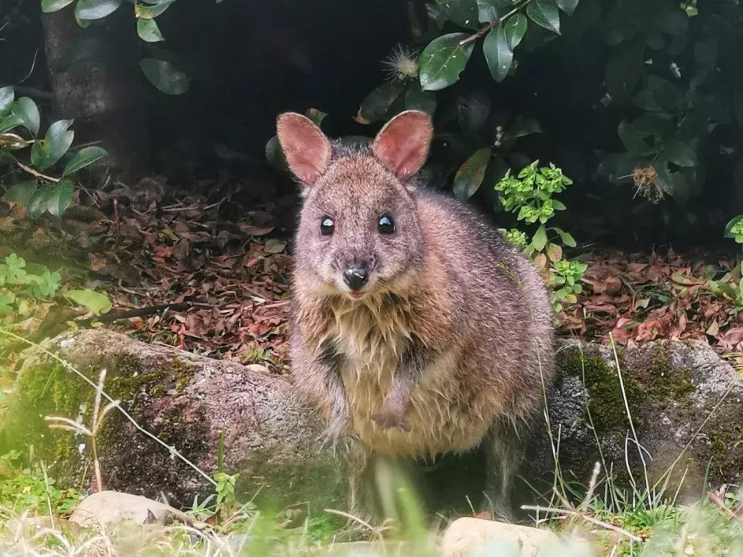 华为p30的镜头模组叫什么,华为p30镜头是蓝宝石的吗