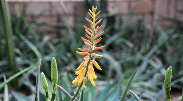 芦荟养护用什么肥料好,芦荟要开花了上什么肥料好