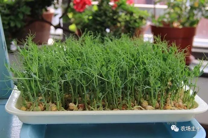 传统方法种菜也能致富的方法,纸上种菜怎么赚钱