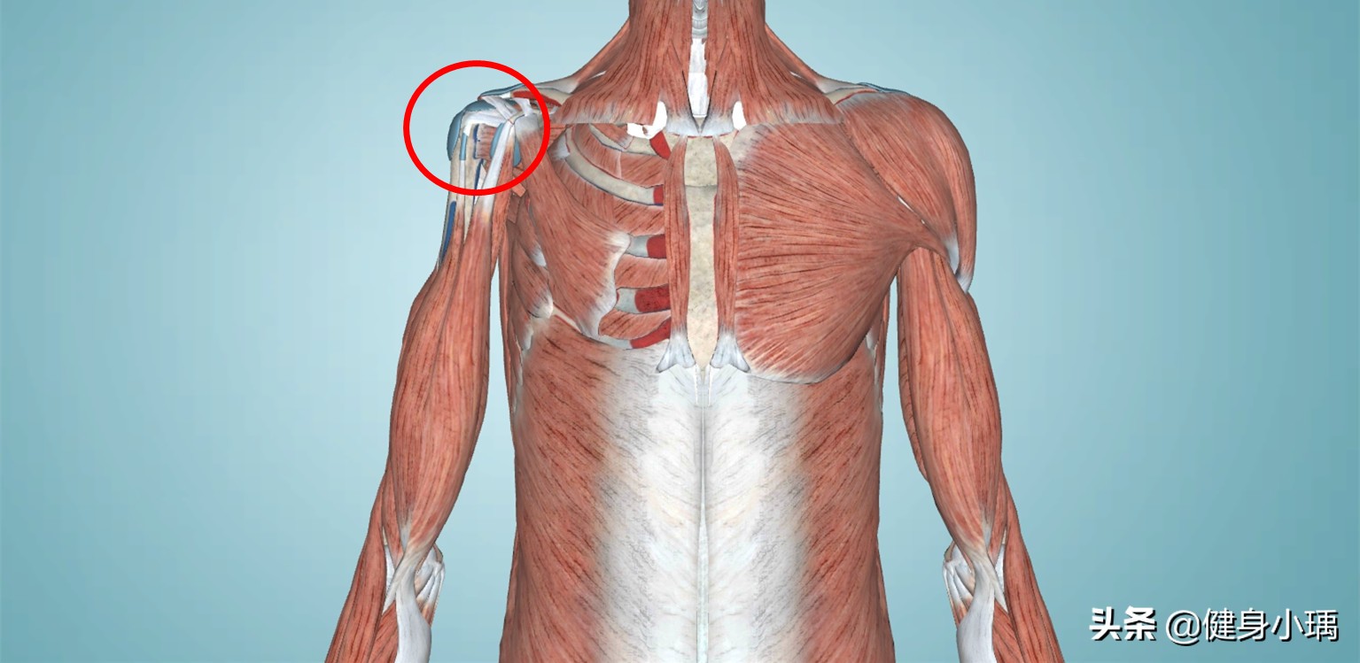 怎么让你的肱二头肌变得更大,如何让肱二头肌练得更大