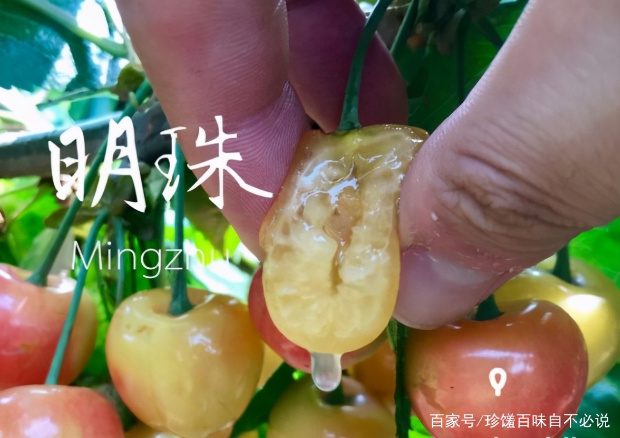 樱桃上市哪种最好吃,正在上市的樱桃品种