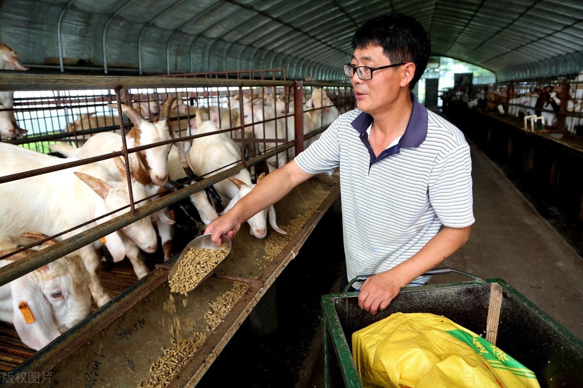 养羊常见的11种病怎么治,养羊的技术与管理方法