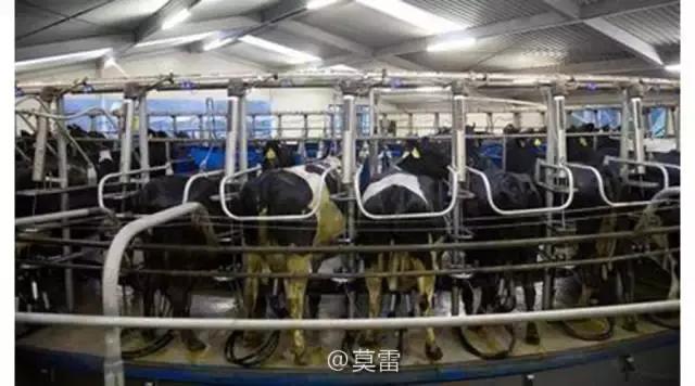 奶牛乳房炎反复发作咋办,奶牛乳腺炎用手挤奶正确手法