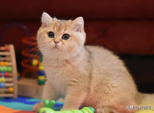 猫咪脸型体型怎么看,耳朵轮廓能看出猫咪的性格嘛