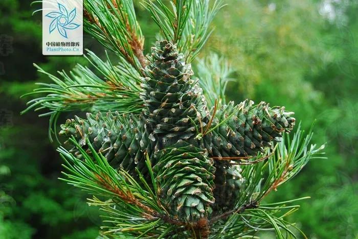 你买的年货干果，来自哪些植物？一文读懂