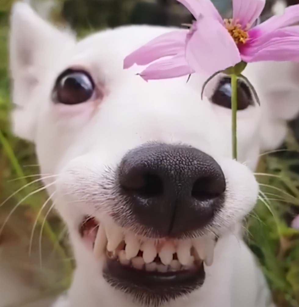 男子用指狗不咬法吓恶犬,四川男子爷爷教指狗不咬法