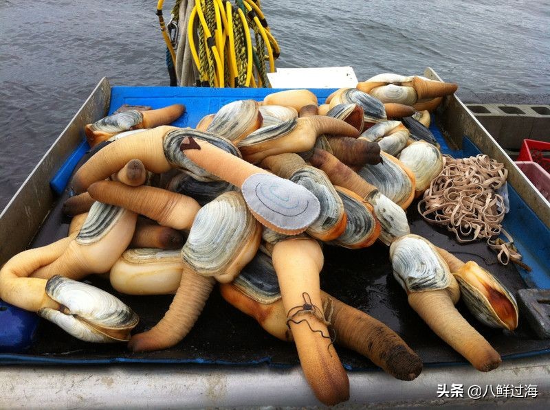 中国市场停摆重创美国海鲜业，渔民暂停捕捞象拔蚌、多刺龙虾