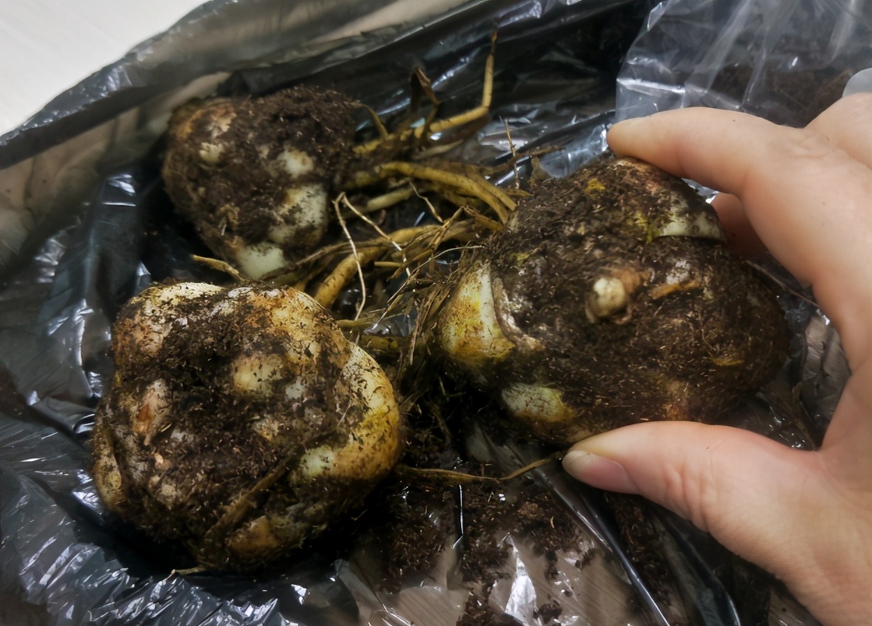 盆栽的百合怎么养最好,盆栽百合的养殖方法有哪些