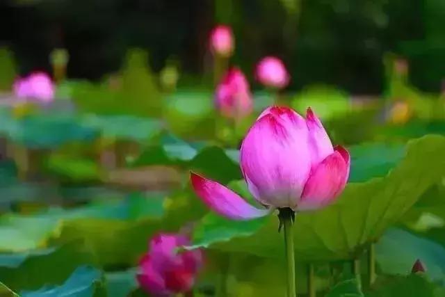 中国著名赏荷胜地,中国最著名的十大赏荷地