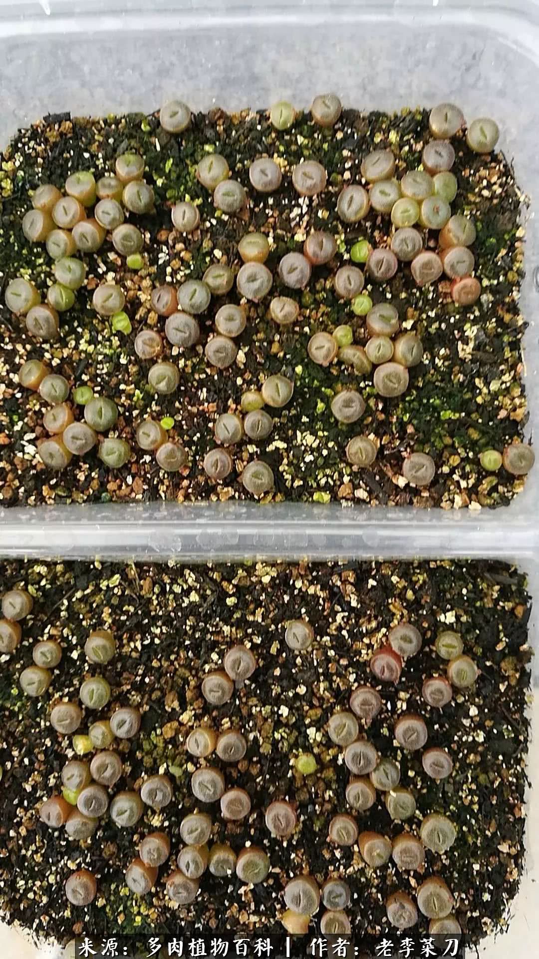 春季生石花种植,生石花冒芽需要把老叶片剪掉吗