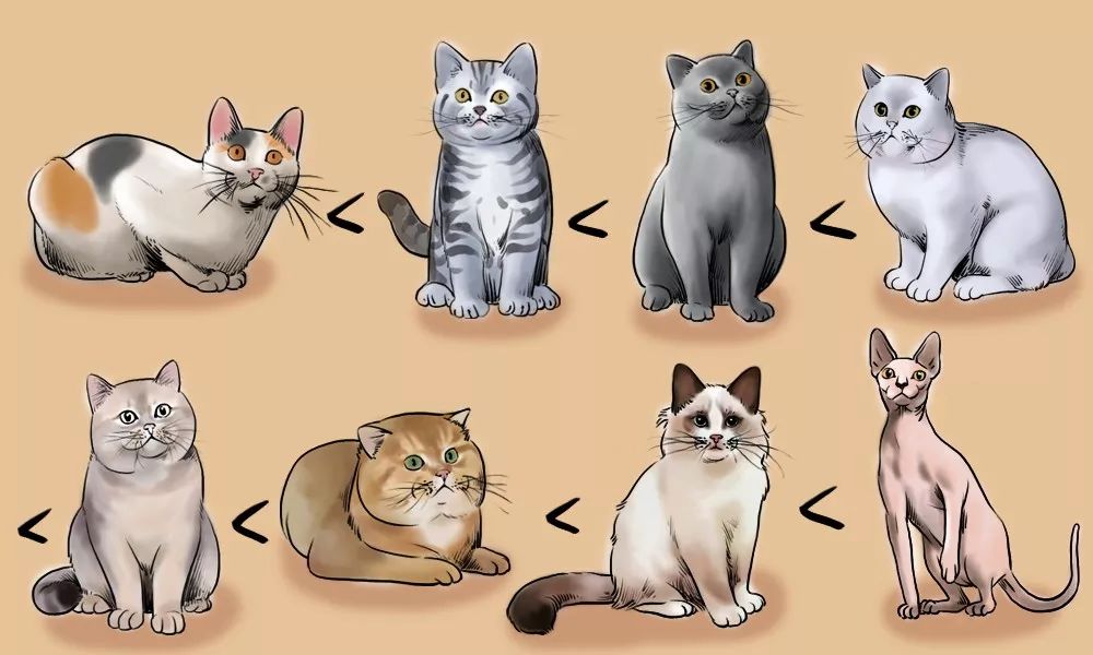 养猫的人到底有多有钱,北上广养猫的人