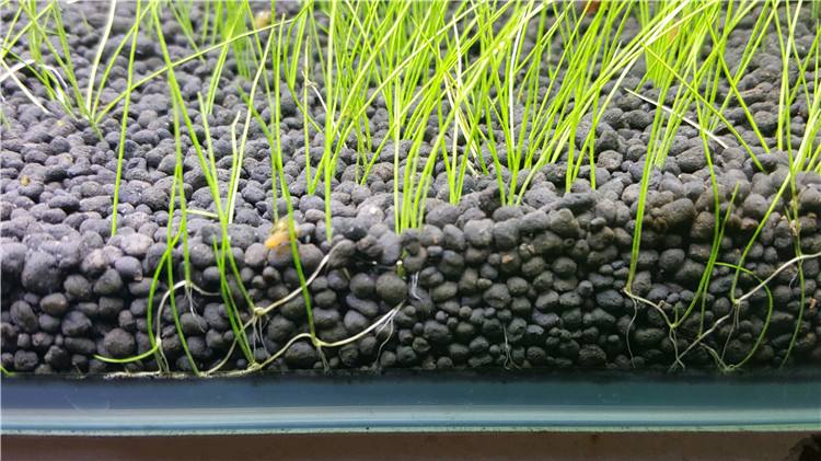 用过的水草泥还可以再用吗,用过的水草泥烘干