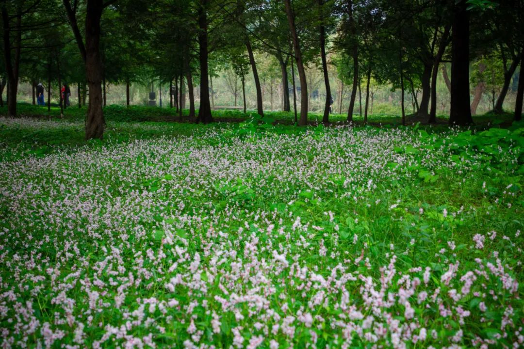 蓼花盛放成海，扬州又多了一处赏秋秘境