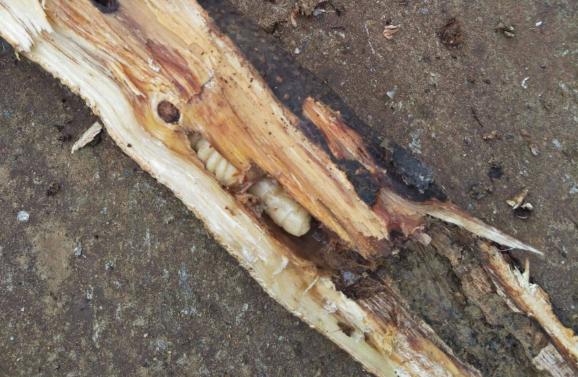 真正的害虫是什么,十大最常见的害虫排名