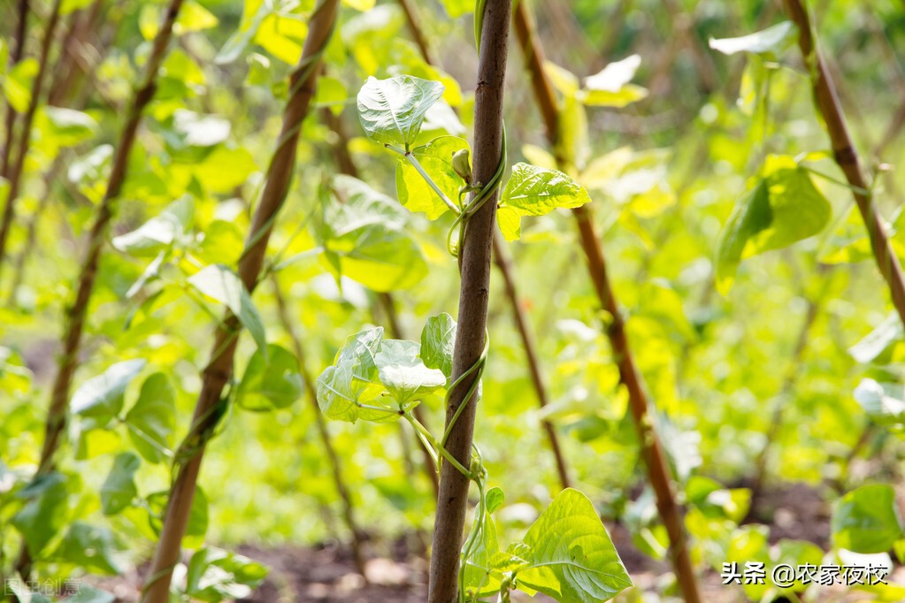种的豆角长得不好是什么原因,种豆角如何管理才能让豆角结多