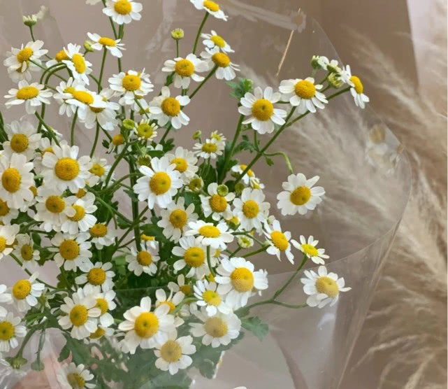 洋甘菊花怎么养护,洋甘菊的醒花及养护