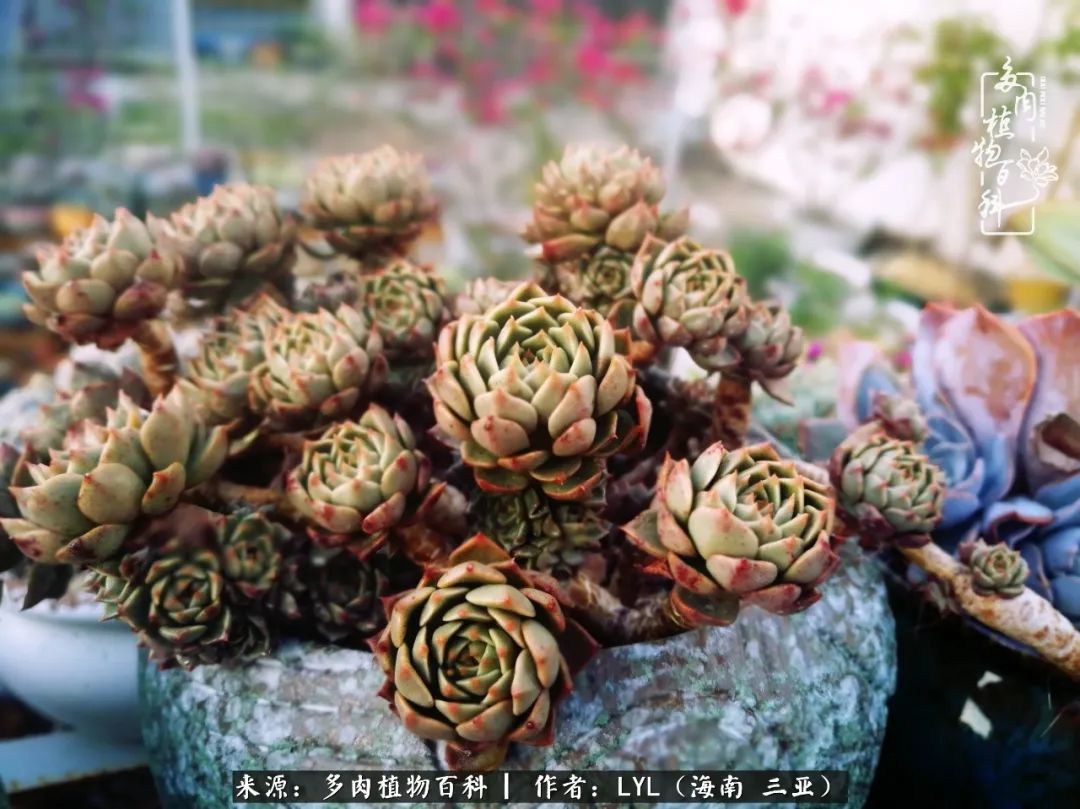 养多肉一年花了3万,养多肉一千多盆