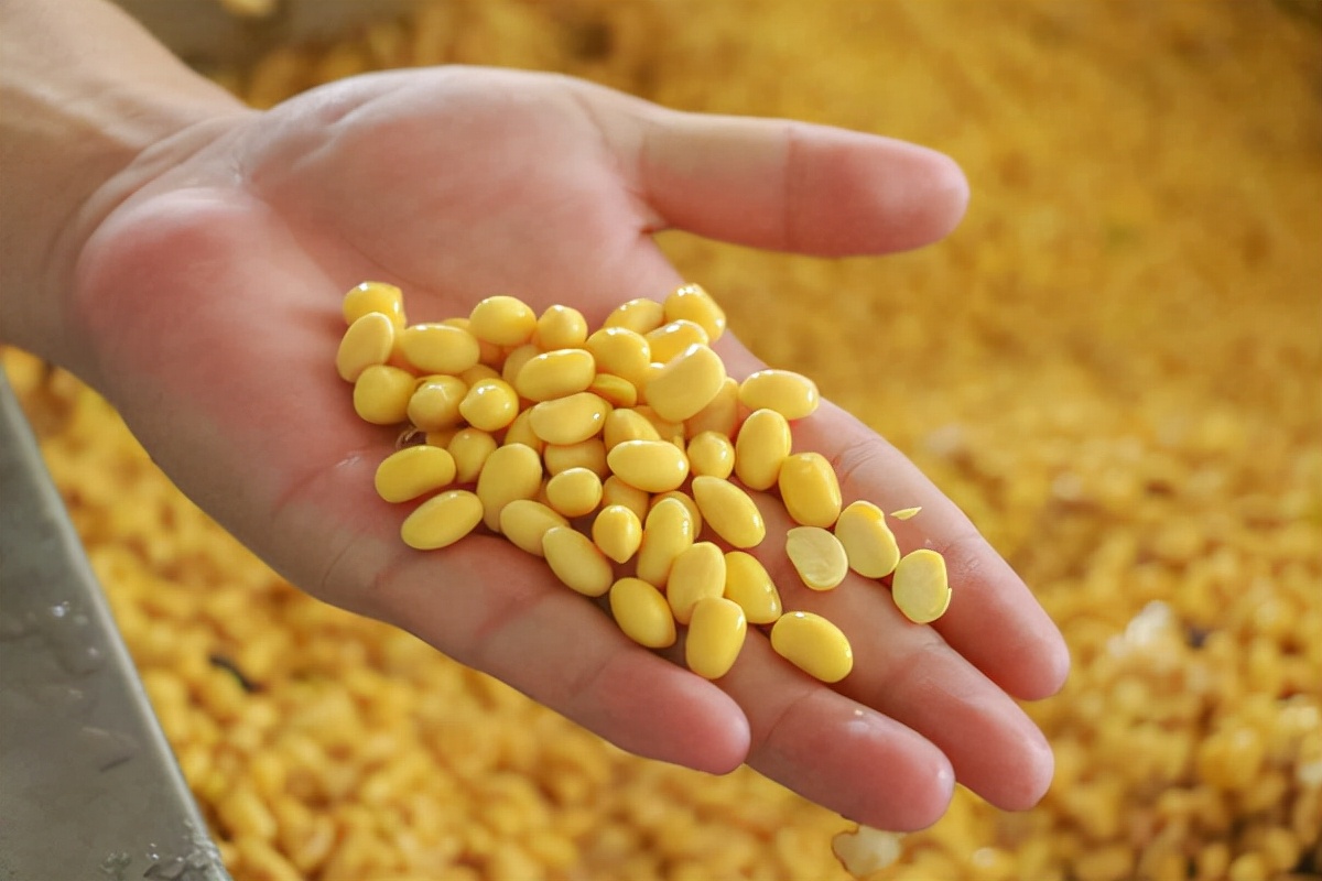 豆状元直播,豆状元腐竹产品