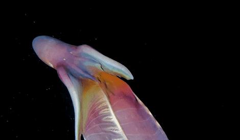 透明变异章鱼 (章鱼体内白色球状物是什么)