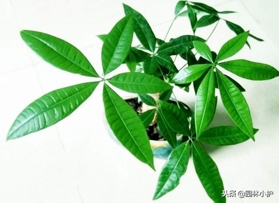 家里养的芦荟为什么不出胶,家里的芦荟不想养了怎么处理