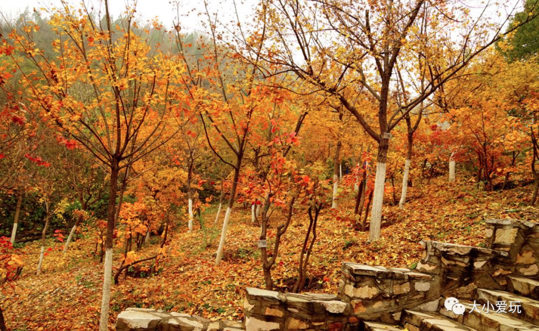 北京红螺寺银杏最佳观赏时间,北京赏银杏景区有哪些