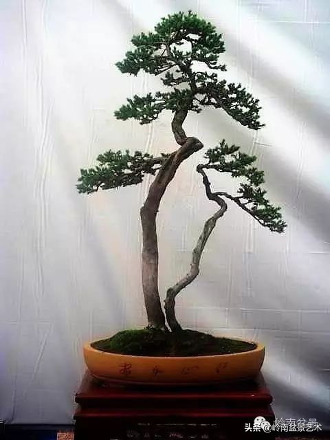 双干树,双干型果树