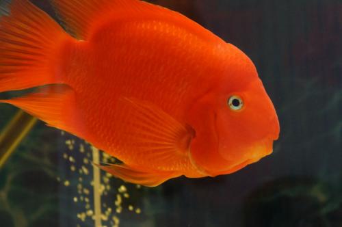 观赏鱼生病的最佳方法,观赏鱼生病用什么药治疗