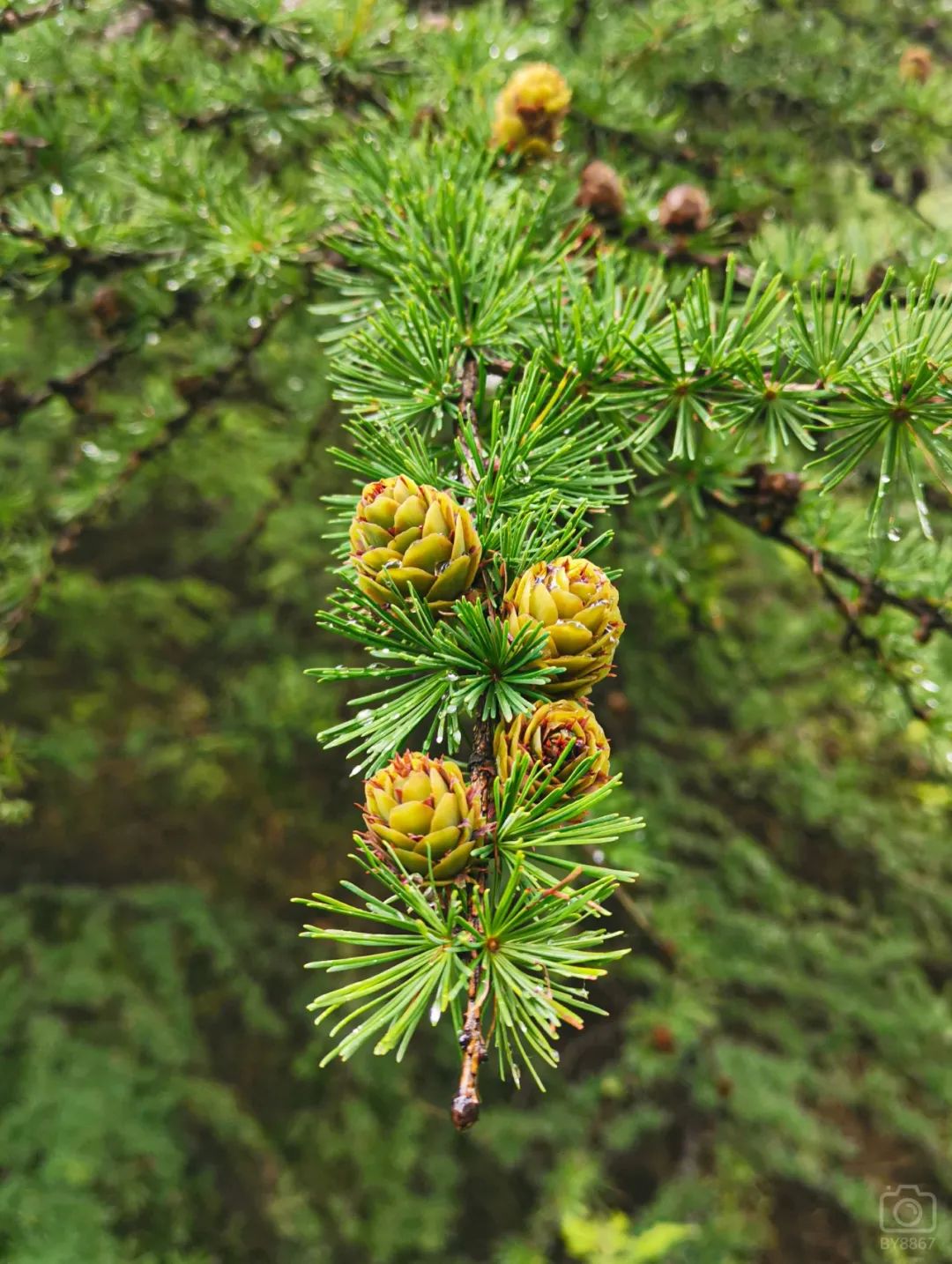 徒步穿越北驼梁完整版,穿越花海古道游记