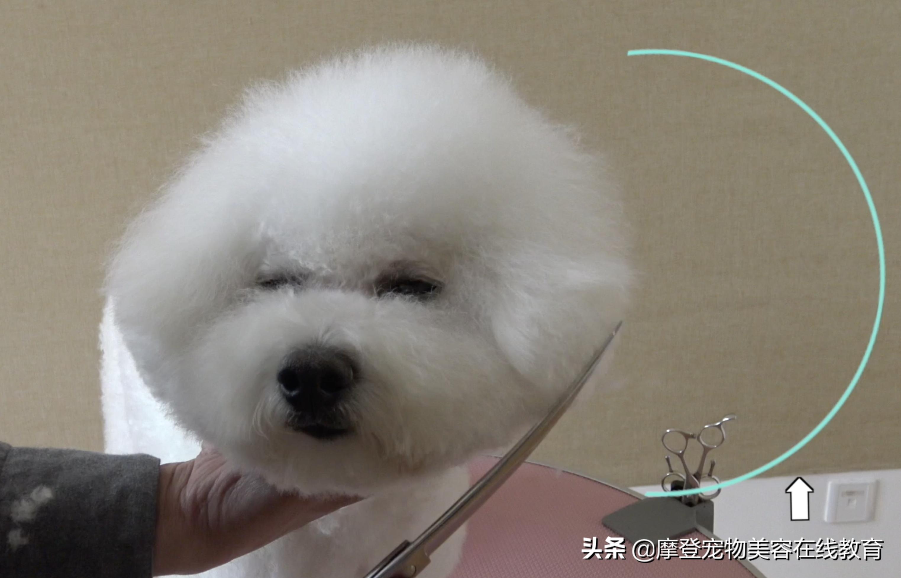 比熊宠物怎么剪毛视频教程,比熊犬剪毛视频教程