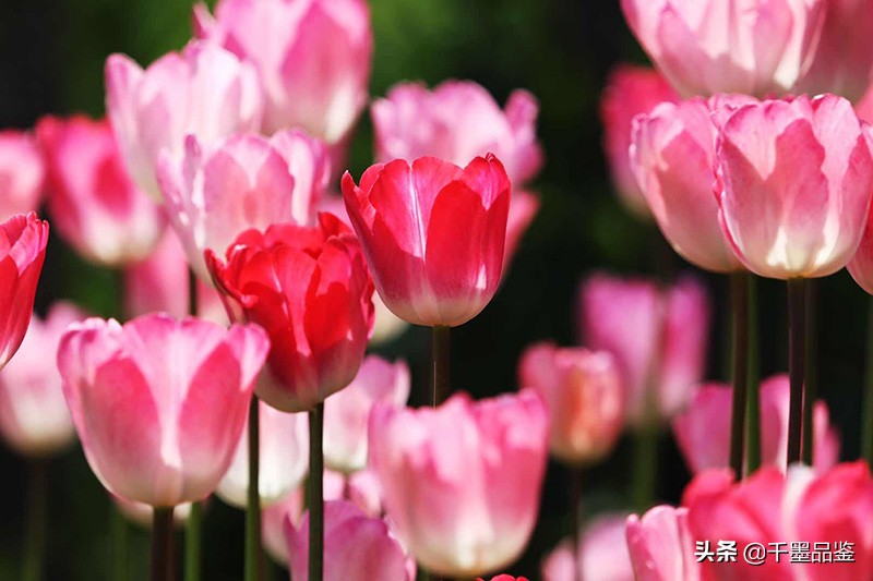 静物摄影作品欣赏郁金香,郁金香的摄影作品欣赏