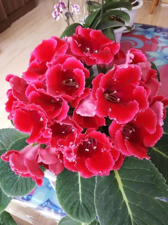 这6种花给点水就爆盆懒人必备,六种花千万别养