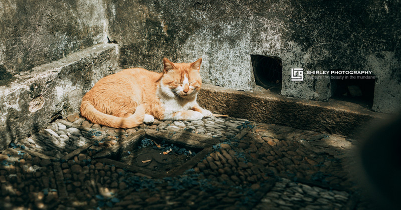 苏州旅游最不能错过的江南园林,留园拙政园是苏州著名的园林