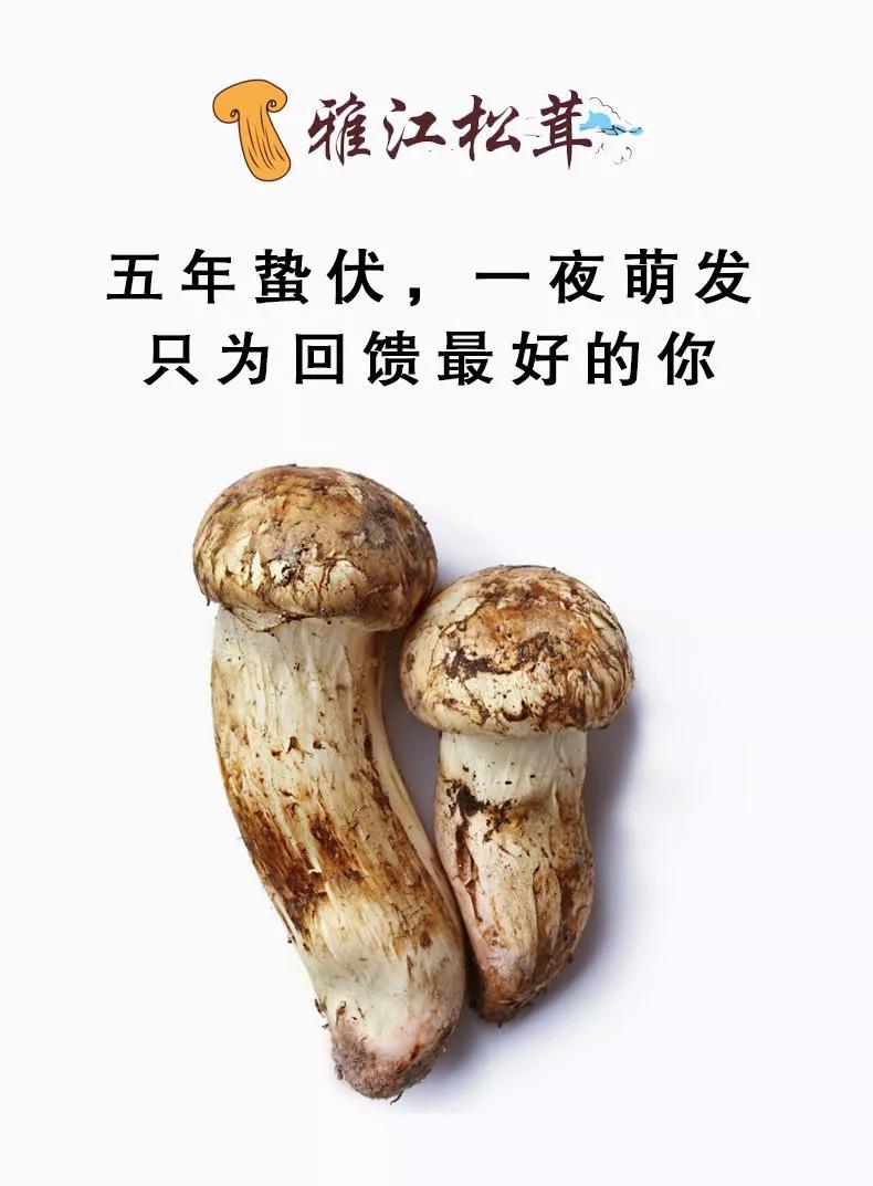 雅江松茸9月份还有卖吗,雅江松茸怎么购买