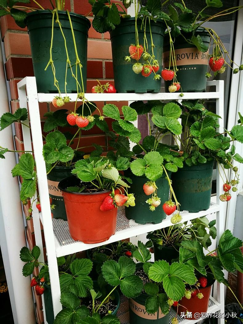 夏天草莓长藤会结果么,夏天草莓生出一条长茎怎么处理