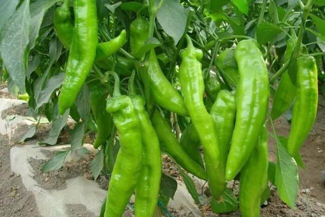 辣椒种植后如何施肥,辣椒种植后怎么生根