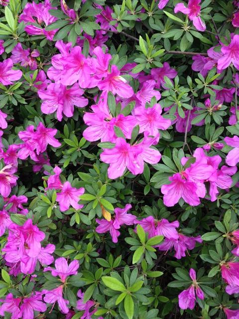 迎春花形态描写作文,迎春花形态特征图片