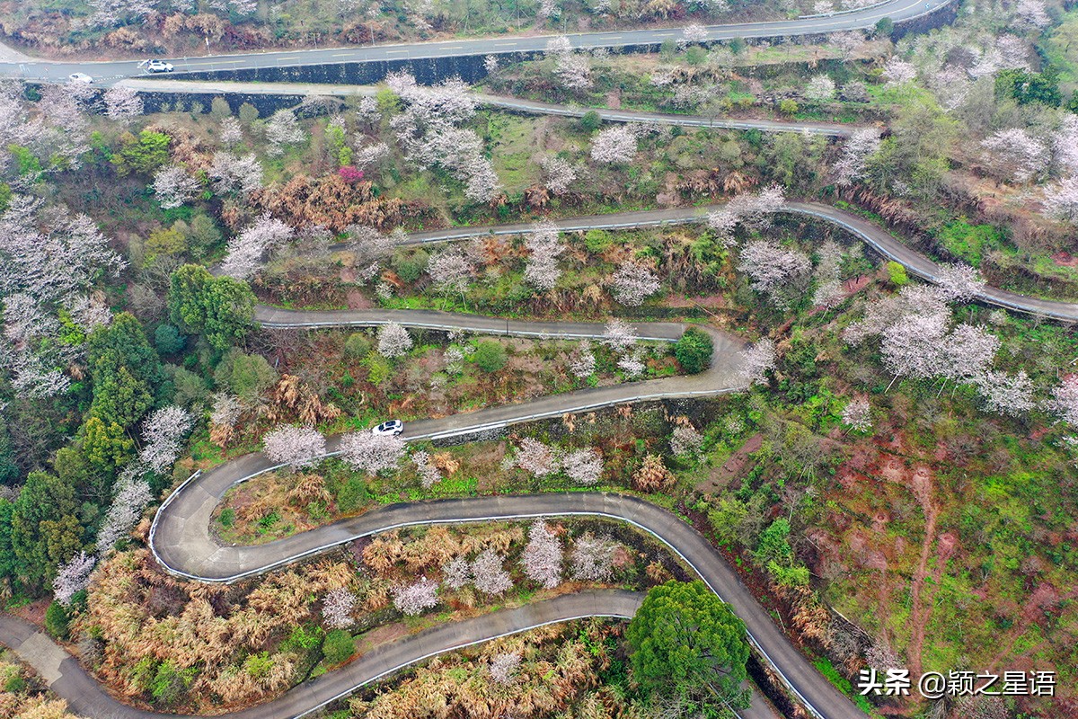 早樱烂漫,看樱花的地方樱花谷