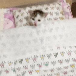 胆小的小奶猫是什么样的,胆小的小奶猫