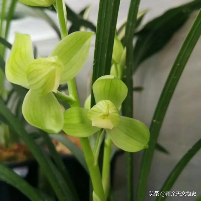 春剑中透兰花名品,春剑大富贵兰花