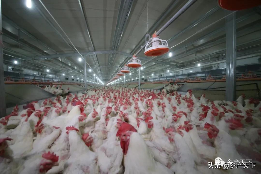 姝ｅぇ1浜垮彧鑲夐浮鍏ㄤ骇涓氶摼椤圭洰,鑲夐浮鍏绘畺琛屼笟榫欏ご浼佷笟