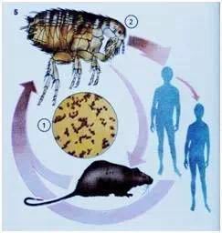 老鼠咬伤需要打狂犬病疫苗吗,被老鼠咬的出血需要打狂犬疫苗吗