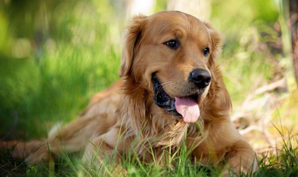 一只金毛犬到底有多治愈,金毛犬性格好但没有勇气再养一只